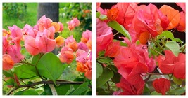 AFTERGLOW Well Rooted Live Bougainvillea starter/plug plant - $48.99