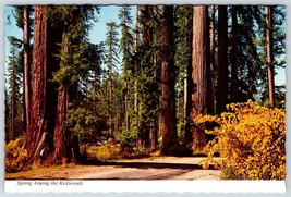 Postcard CA California, Spring Among the Redwood Scotchbroom 4x6 - £4.71 GBP