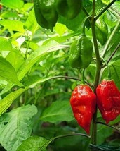 Fresh Seeds 10 Ghost Pepper Seeds Spicy Hot Pepper Hot Hot Hot - £15.02 GBP