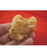 (k-3049) 55 g Rare Kauri tree Gum copal young Amber New Zealand Tane Mahuta - $71.98