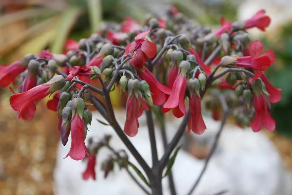 Kalanchoe Bryophyllum Tubiflora - Mother of Thousands Chandelier House P... - $17.00