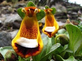 Calceolaria tomentosa Yellow Slipper Flower Lady&#39;s Purse, 200 Seeds D - £12.91 GBP