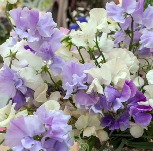 25 Seeds Sweet Pea Blue Mix Fragrant Climbing Vine Blue Flowers Non-GMO - $128.56 MXN 25 Seeds Sweet Pea Blue Mix Fragrant Climbing Vine Blue Flowers Non-GMO - $128.56 MXN