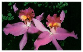 Hawaiian Orchids Hawaii Postcard Posted 1957 - £4.73 GBP