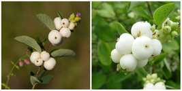 Snowberry (Symphoricarpos albus) plant, 1-2 year old bare root - £57.22 GBP