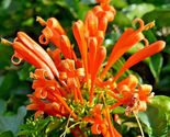 20 Honeysuckle Vine Seeds L.ciliosa Orange Flowers USA Seller - £6.32 GBP