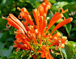 20 Honeysuckle Vine Seeds L.ciliosa Orange Flowers USA Seller - £6.39 GBP