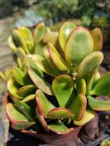 Crassula Ovata Hummel&#39;s Sunset (5&quot; pot) - £8.76 GBP