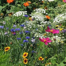 Wildflower Mix Drought Resistant 25 Species Dry Area Flowers Nongmo 500 ... - £8.36 GBP