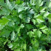 Dark Green Italian Parsley Seeds 1000 Flat Leaf Herb Garden - £3.28 GBP