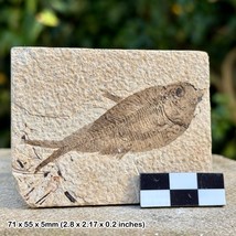 Rare Hyperolophus Fossil Fish – Upper Cretaceous, Germany – Genuine Spec... - £171.00 GBP