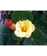 SEPTH Thespesia Populnea 15 Seeds Indian Tulip Portia Tree Flowering Pac... - $10.87
