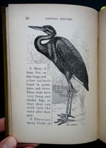 1884 Antique Natural History Illus Book Owned By Katherine Griel Lancaster Pa - £97.30 GBP