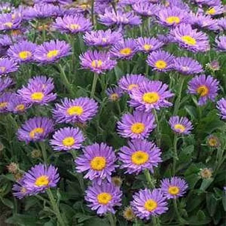 Fresh New Aster Alpinus Single Blue 50 Seeds - $10.40