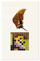 Butterfly Wing Colors 1905 Antique Litho Print Original Book Plate Edwar... - $11.76