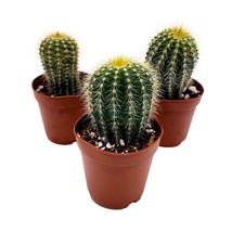 Golden Barrel Cactus, 2 inch Set of 3, Kroenleinia grusonii Gold Ball Tiny Mini - £22.39 GBP