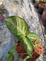 Syngonium Neon Robusta Pink Green Arrow Vine Syngonium podophyllum Live Plant - £7.84 GBP