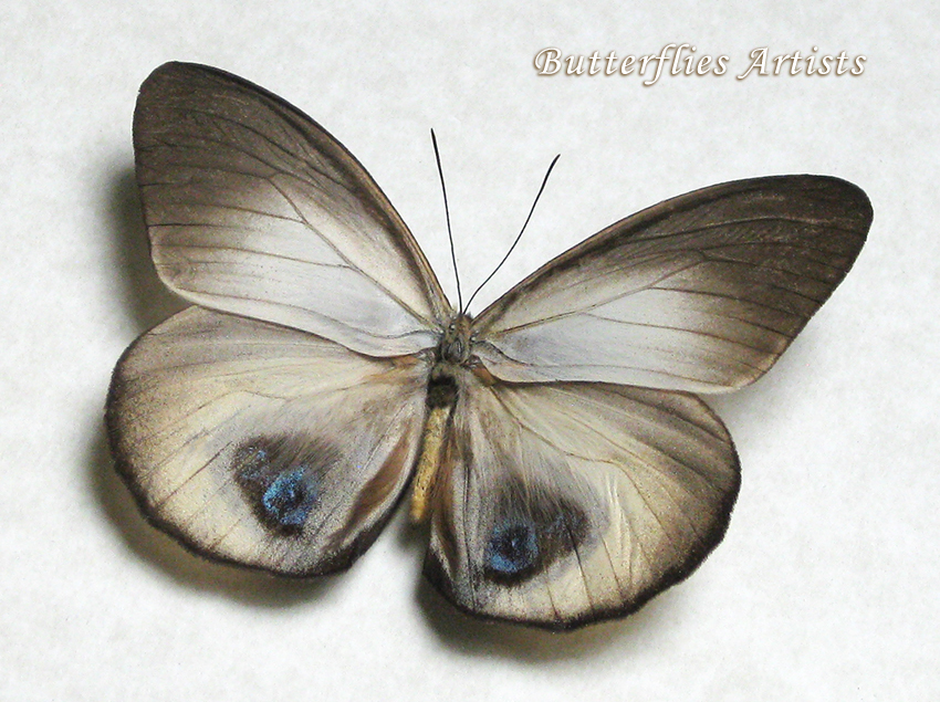 Real Owl Butterfly Taenaris Bioculatus Framed Entomology Collectible Shadowbox - $58.99