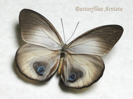 Real Owl Butterfly Taenaris Bioculatus Framed Entomology Collectible Shadowbox - £47.15 GBP