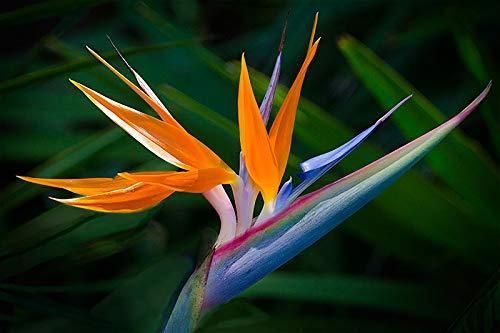 10 PK HAWAIIAN ORANGE BIRD OF PARADISE SEEDS - $149.99