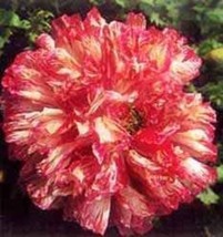 TISSEEDS 100 Flemish Antique Peony Poppy Mixed Colors Papaver Peoniflorum Flower - $8.99