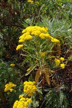 Canary tansy - Gonospermum canariense - 5+ seeds - Z 103 - £1.59 GBP