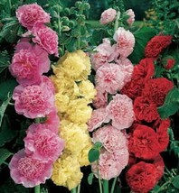 Hollyhock Seeds Chaters Double Mix Alcea Seeds 50 Seeds (Perennial) Garden USA S - £7.13 GBP