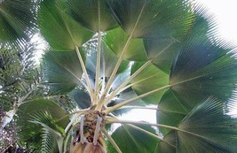 GIB Pritchardia pacifica | Fiji Fan Palm | 5 Seeds - £15.18 GBP