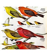 Tanagers 5 Different Varieties And Types 1966 Color Bird Art Print Natur... - $379.94 MXN