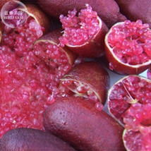 Imported Rose Red Finger Lime Pomegrante Plant seeds, 10 seeds, professi... - $3.70