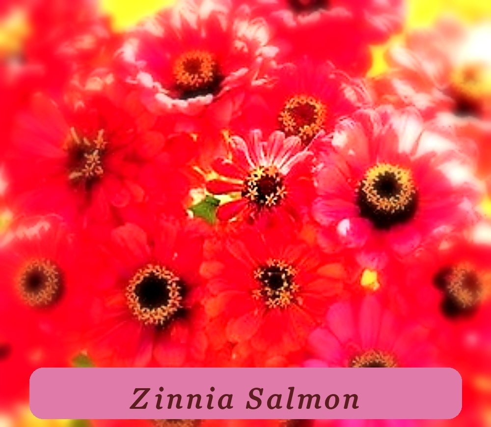 Ready To Bloom Beautiful Zinnia Seeds Salmon Queen Non-Gmo 100+ Seeds - $3.07