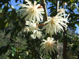 Illicium Verum Star Anise Seeds Grown In Usa Gardening - £14.26 GBP