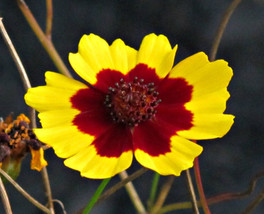 400 Plains Coreopsis Seeds  - $8.48