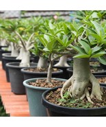 Rare Adenium Obesum Mixed Seeds (3) - Vibrant Bloom Desert Rose, Ideal f... - £6.24 GBP