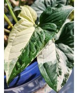 &#39;White Knight&#39; Syngonium Podophyllum Albo-Variegatum Marble Variegated - $14.85