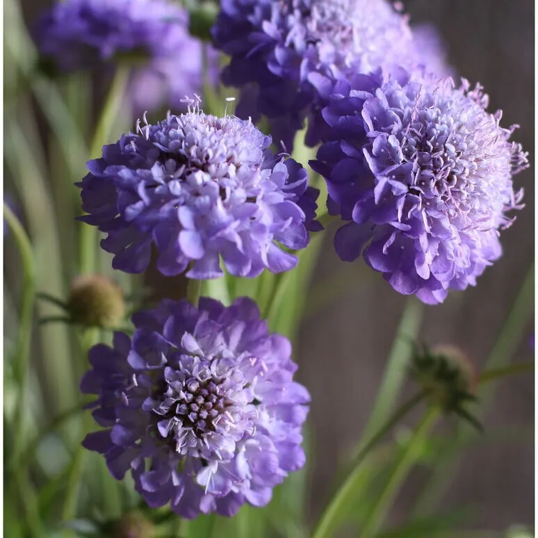 30 Seeds Scabiosa Oxford Blue - £7.79 GBP
