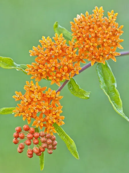 Butterfly Weed, Hummingbirds Magnet Beauty, Orange Flower, 30 Seeds Fresh - $5.00