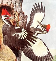 Pileated Woodpecker 1936 Bird Art Lithograph Color Plate Print DWU12A - £31.59 GBP