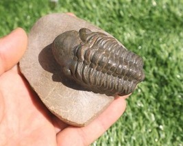 Reedops Trilobite Fossil – Authentic Devonian Trilobite from Morocco – C... - $74.25