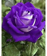 Purple white roses flower seeds -20 seeds -  codeA 370 - $110.24 MXN Purple white roses flower seeds -20 seeds -  codeA 370 - $110.24 MXN