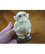 (tne-ape-ch-318d) Chimpanzee monkey ape TAGUA NUT nuts figurine carving ... - $498.14 MXN