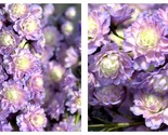 50 Seeds Armeria maritima &#39;Neon Sensation&#39; Delphinium Flowers Garden - $41.93