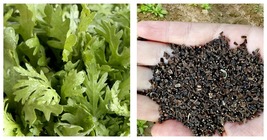 240PCS Seeds Chrysanthemum Coronarium Vegetable Small Leaf Garland Chrys... - £12.78 GBP