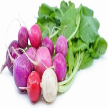 Radish Easter Egg Radish Seeds Gardening Fresh Usa Shipping - £6.43 GBP