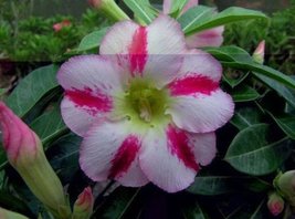 4 Seeds / Pack Fragrant Delight&#39; Adenium Obesum Bangkok kalachuchi Flower Seeds - £15.97 GBP