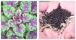 750 Seeds Red Russian Kale Seeds Fresh Garden Seeds FREE SHIP - $20.99