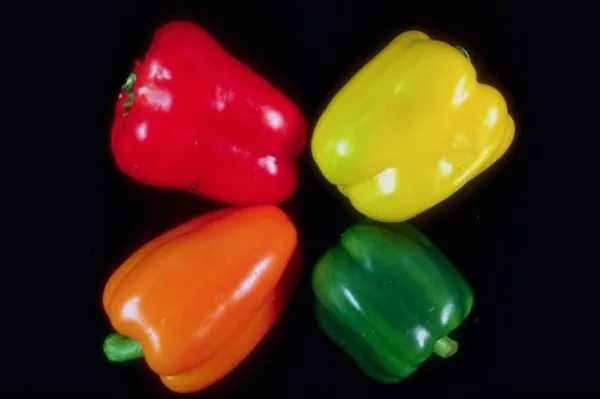 Bulk 300 Seeds Sweetest Red,Yellow,Green,Orange Bell Pepper Seeds Fresh ... - £9.85 GBP