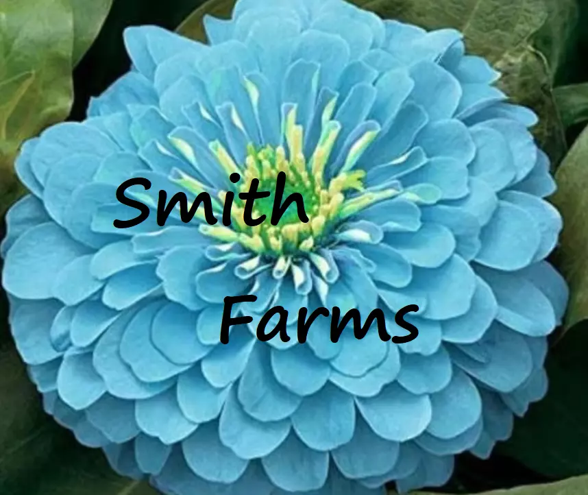 50 of Seeds Zinnia Flowers Light Blue Color Garden Plants - £4.61 GBP