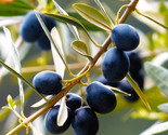 Canino Olive Tree Seeds Italian Virgin Oil Perennial Seed Fast Shipping - $5.93