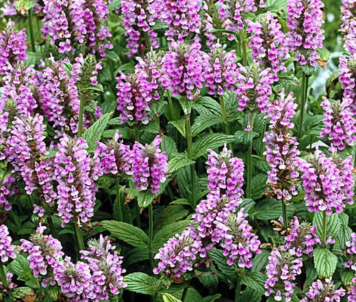 Catmint Pink Cat Nepeta Nervosa 150 Fresh Seeds - £47.94 GBP